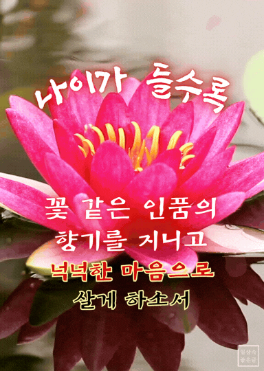 연못 위 연꽃 이미지와 마음을 울리는 중년의 인생 명언기도