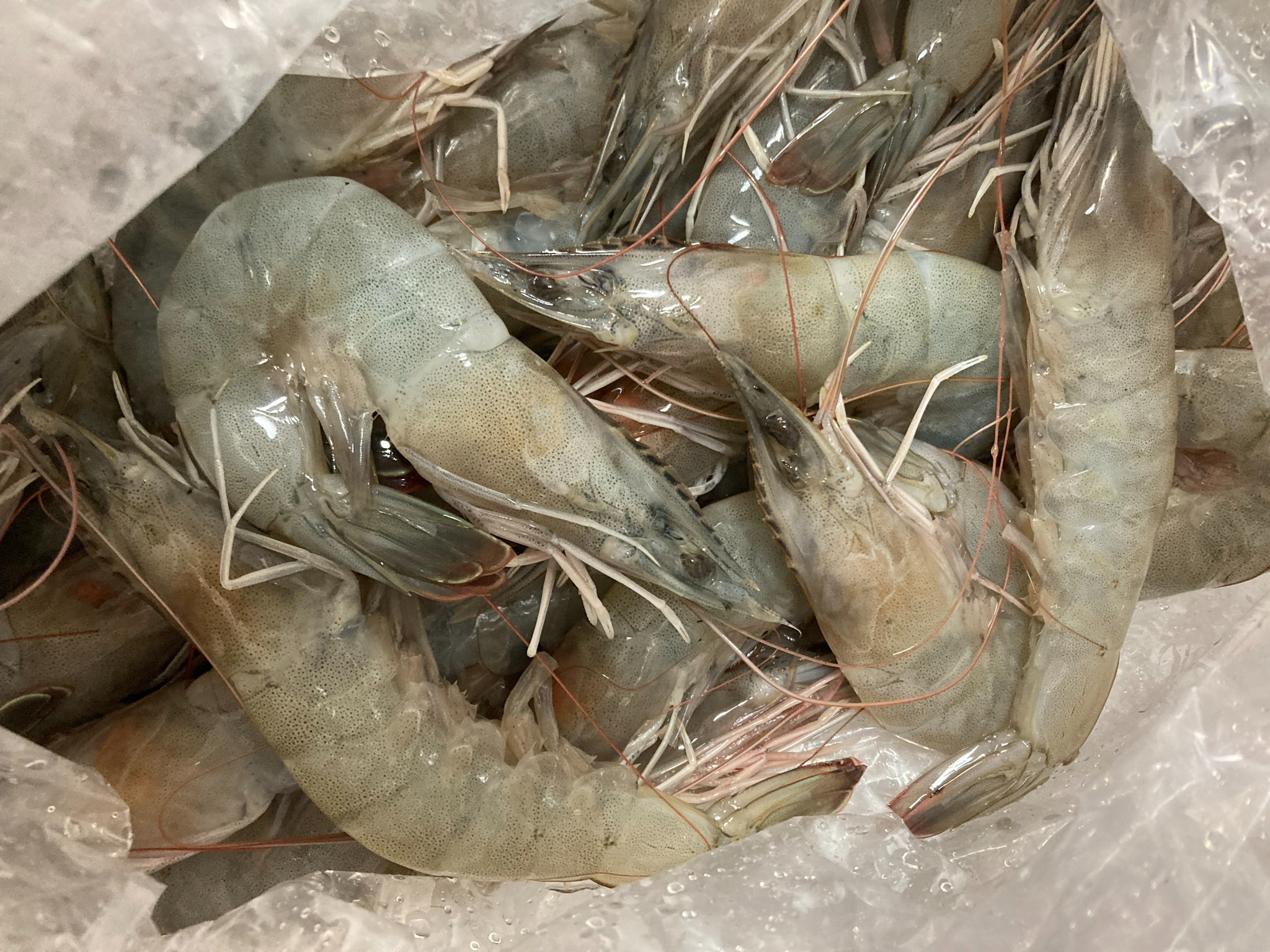 구매한생새우1kg