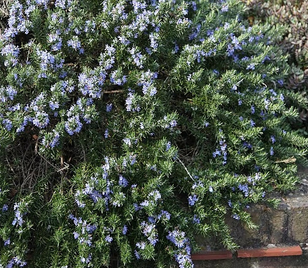 [정원수목]모기&middot;해충 줄이는 정원수 추천 10가지