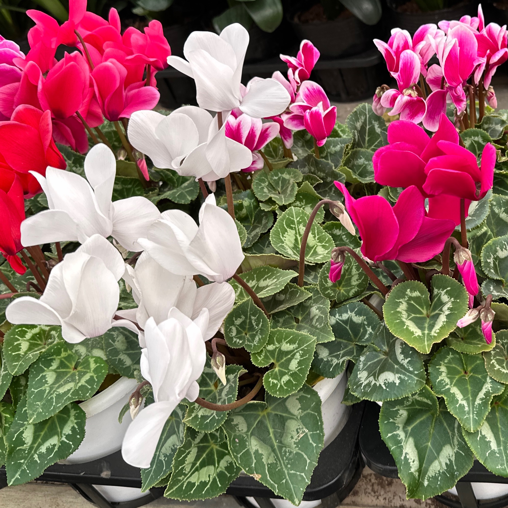 시클라멘 키우는 법