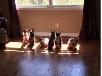 "고양이