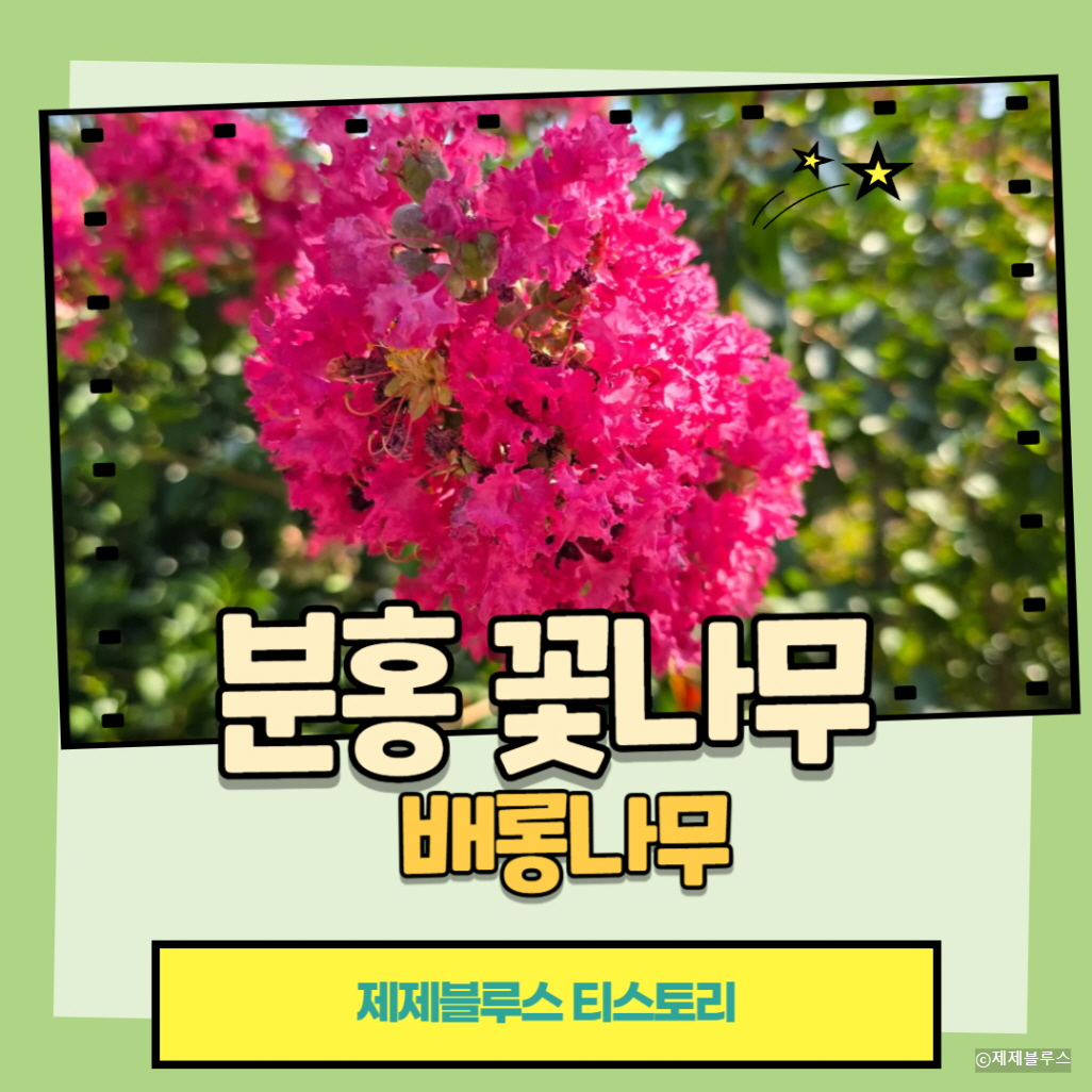 분홍꽃나무-배롱나무