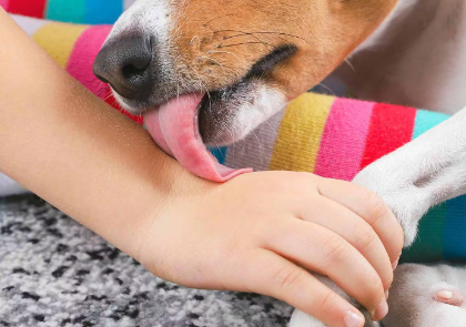 손을 핥는 개_1.