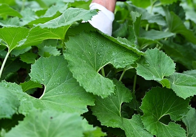 머위 효능 및 머위 데치기 먹는법 정리