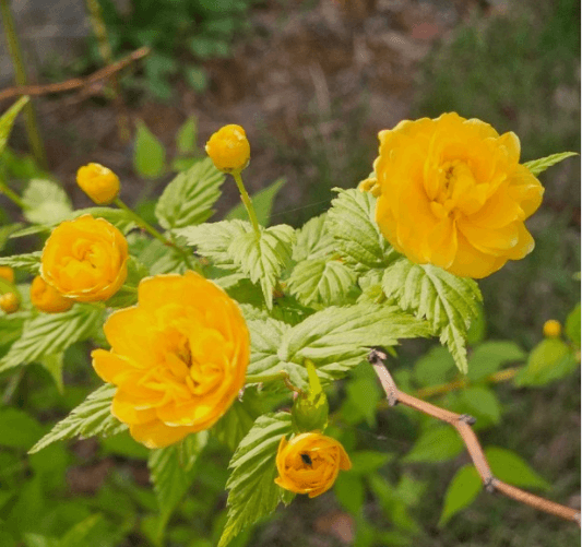 옥매화 황매화 홍매화 포토 꽃말 키우기와 가지치기 알아보기