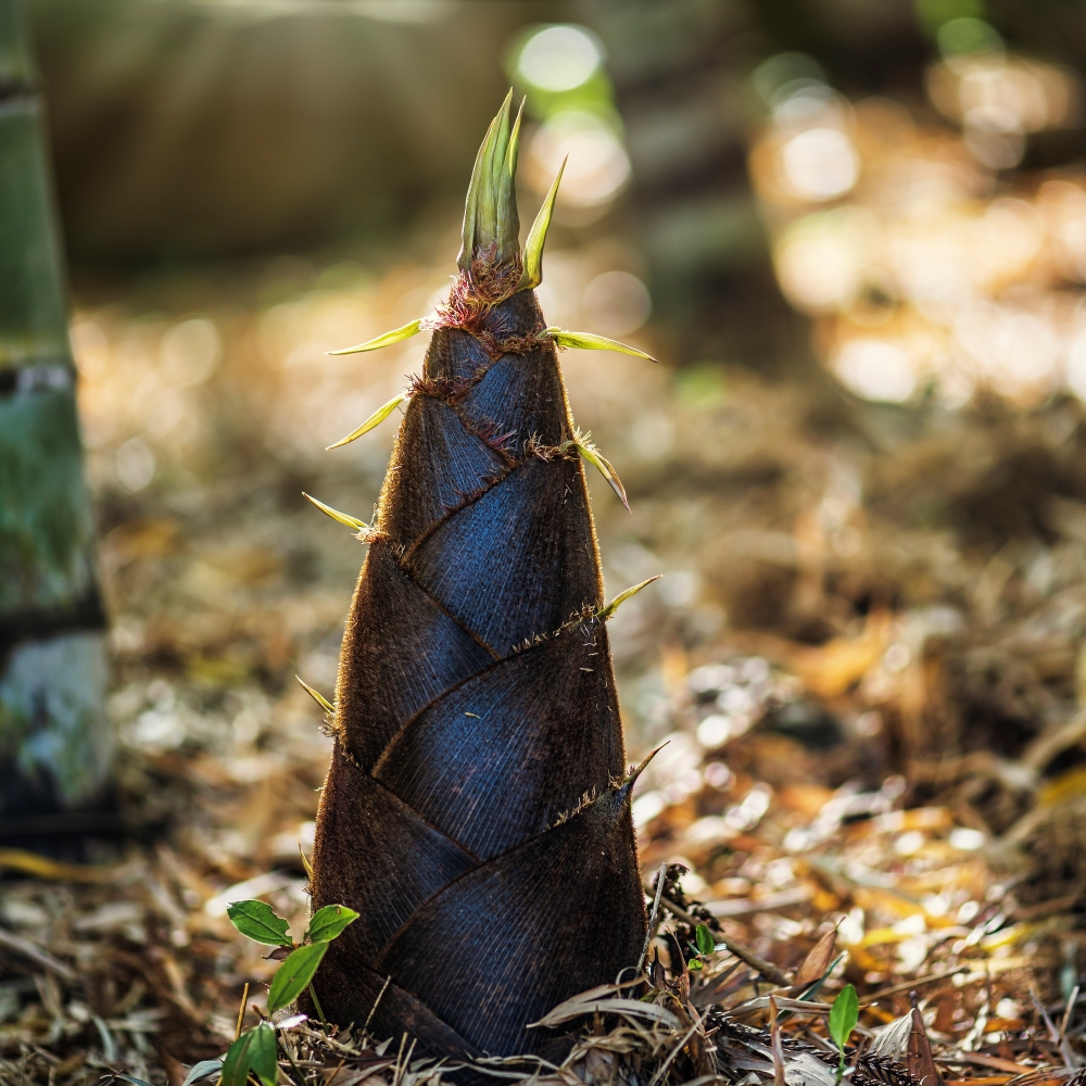 죽순을 설명하는 사진