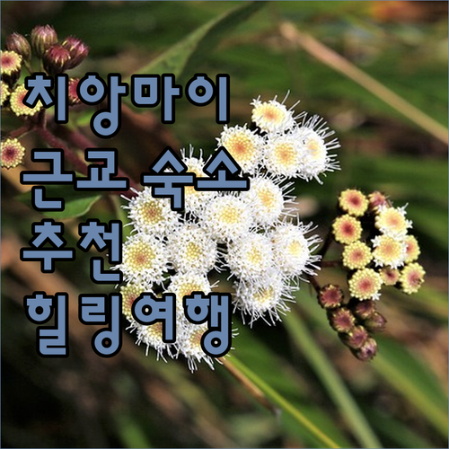 치앙마이 근교 숙소 완벽 가이드 자연..