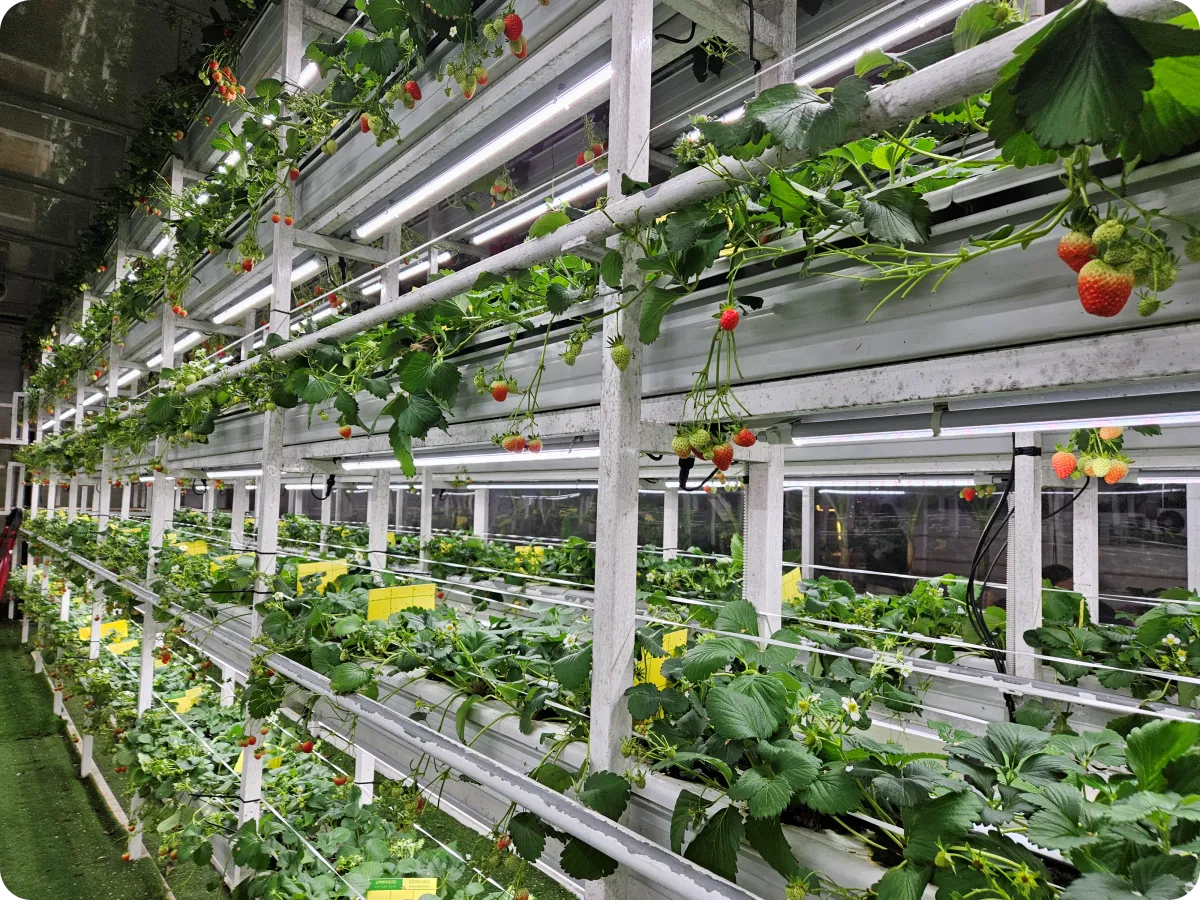 포천딸기힐링팜-하이브리드-수직형-스마트팜-재배시설