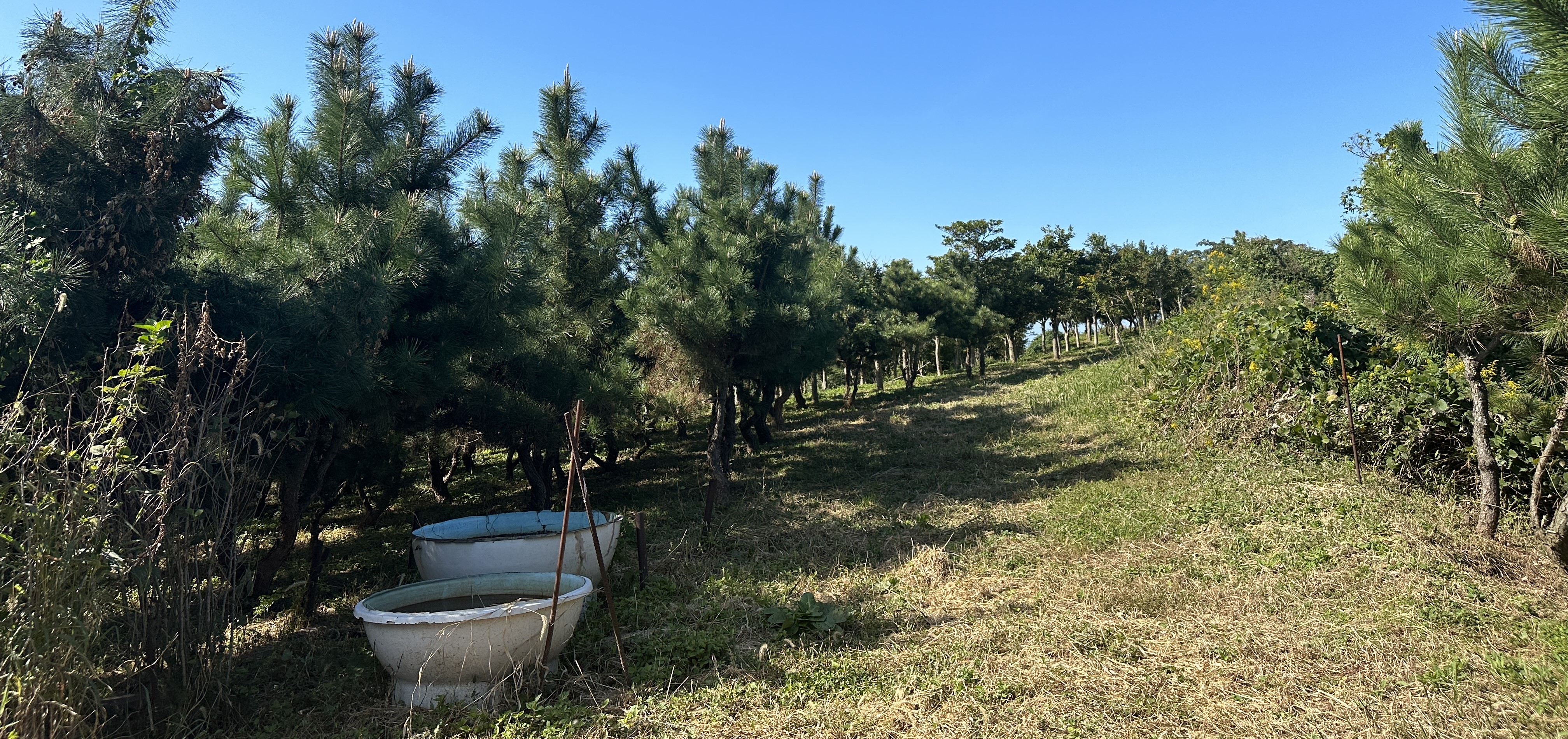 오드싱오름 산책로
