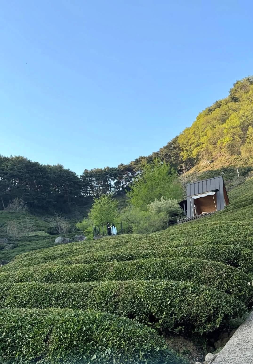 오늘 방송! 6시 내고향 전남 화순 전통 장 & 경남 하동 도심다원 위치 어디? 관련사진