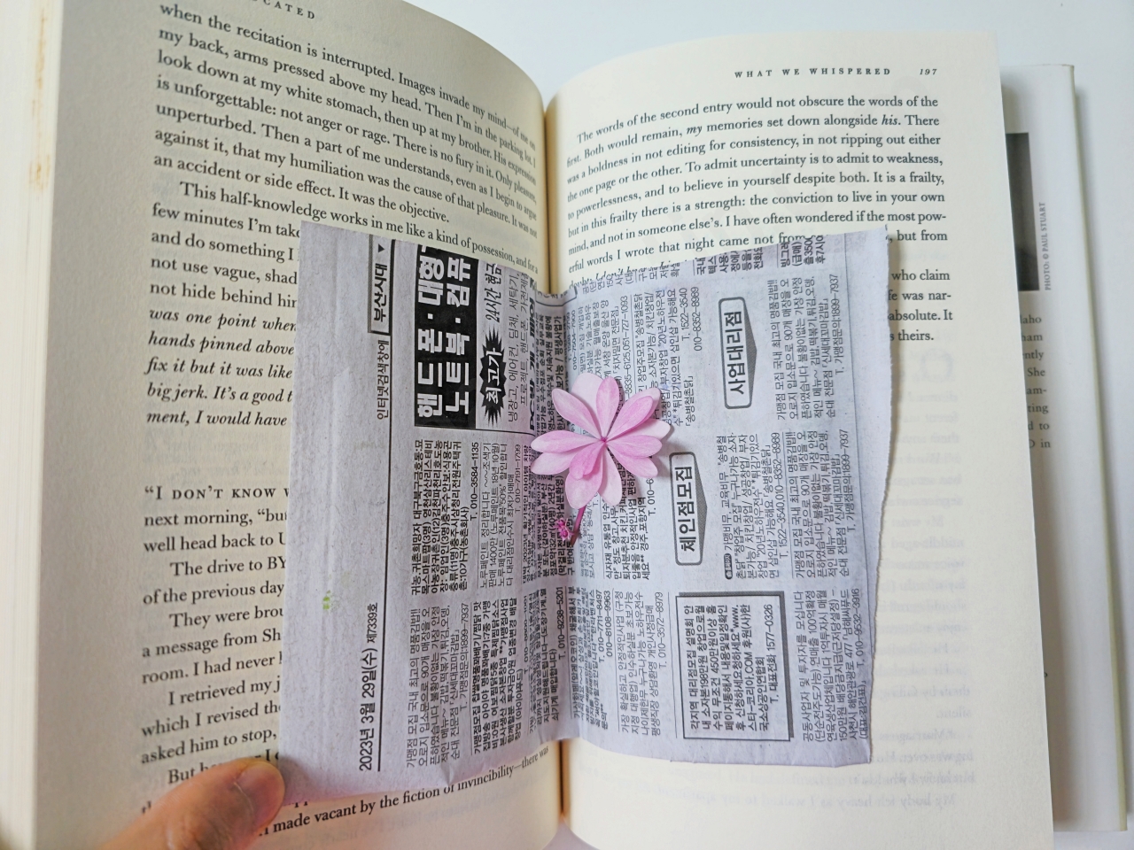 별수국 꽃 압화