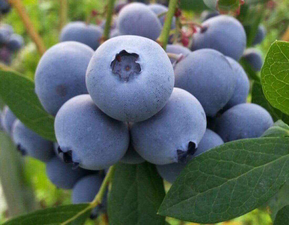 오늘N 2507회 수상한 가족 대구 군위군 딸기 블루베리 주문방법 황후농장 체험문의 왕비로 왔다가 무수리가 된 아내 귀농부부 이야기