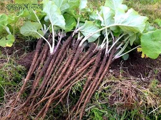 우엉 재배 깊이 갈기 직파 요령 곧게 키우기_5