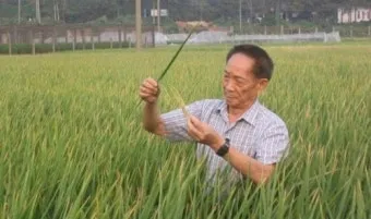 벼 재배 모내기 시기 분얼 관리 논 물대기_10