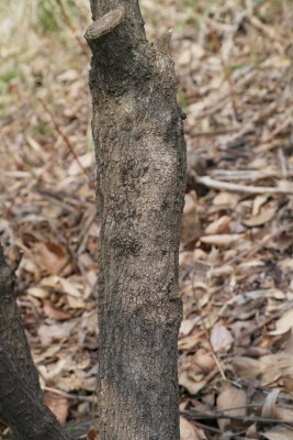 매자나무 수피2