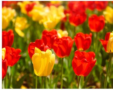 괴산빨간맛페스티벌 과 전국 TOP10 가요쇼 기본일정과 프로그램 소개(SG wanna be 이석훈 경서 박지현 홍진영 유지나 나상도 진욱 등 20명 내외)