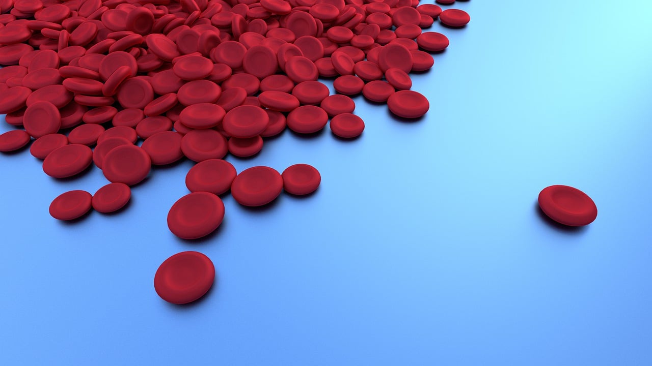 철분이 많은 음식