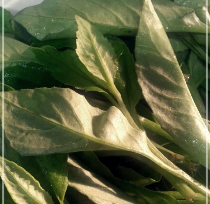 명월초의 효능이 궁금하시면?