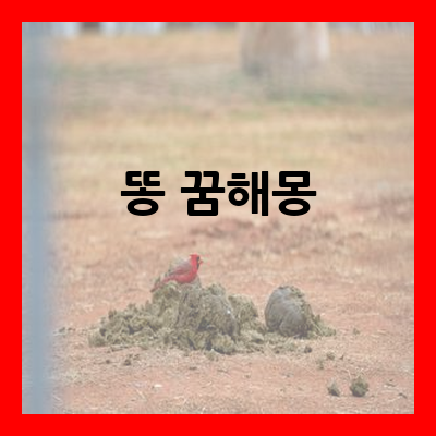 똥 꿈해몽