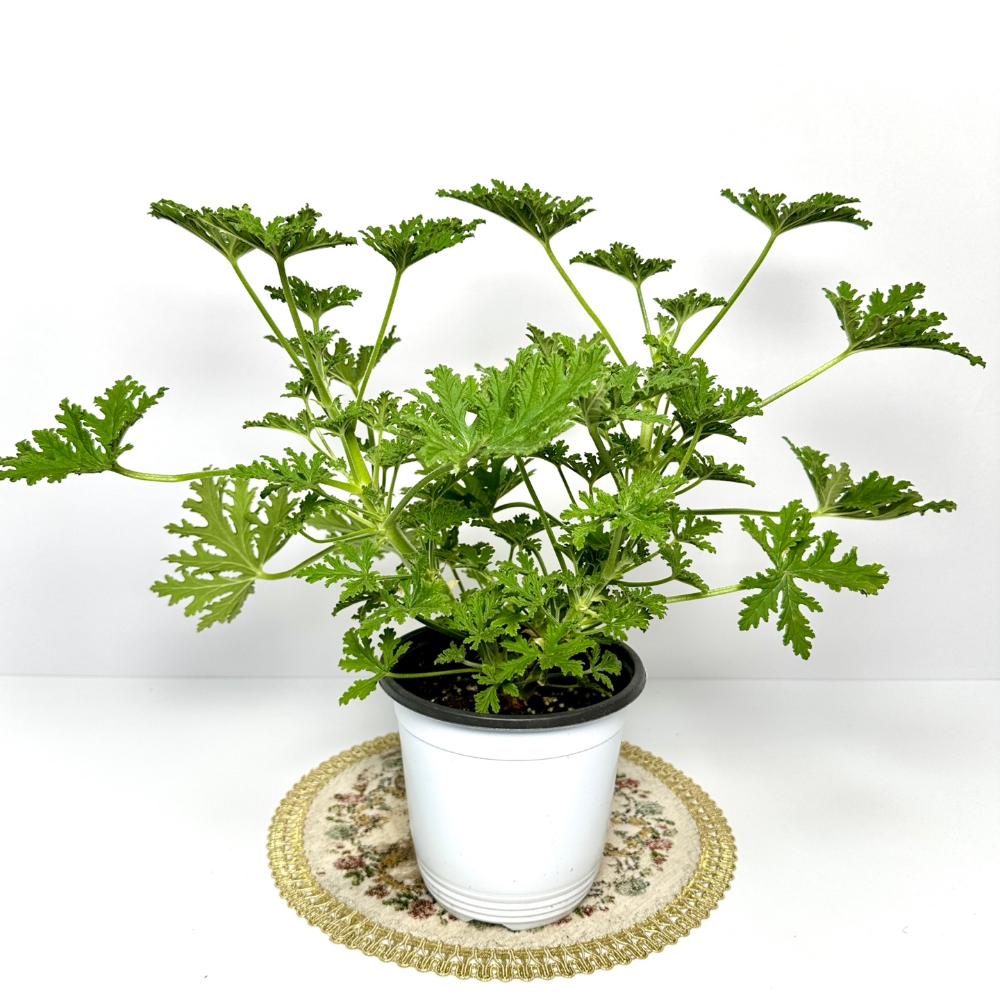 로즈 제라늄 구문초 키우기 물주기