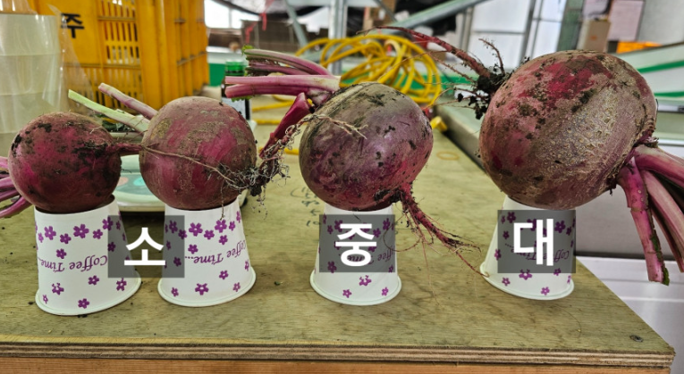 6시내고향 복숭아순무 모모노스케 가격 및 구매방법 제주애월소담농원