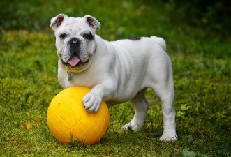 동물병원 진료비&amp;#44; 이젠 투명하게&hellip;8월부터 동물병원 진료비 공개 의무화!