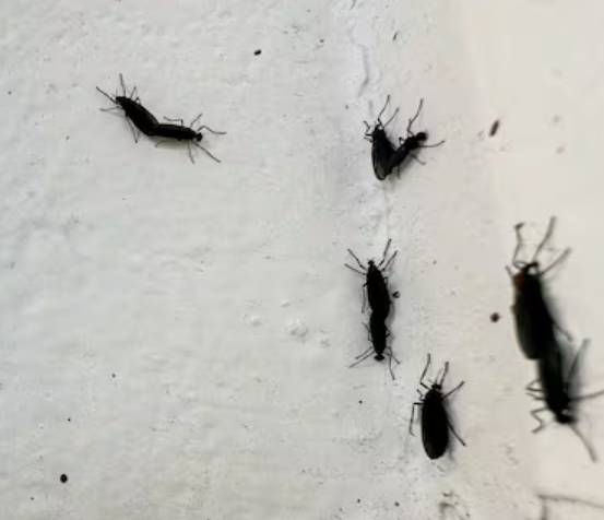 러브버그 뜻, 천적, 퇴치방법 총정리