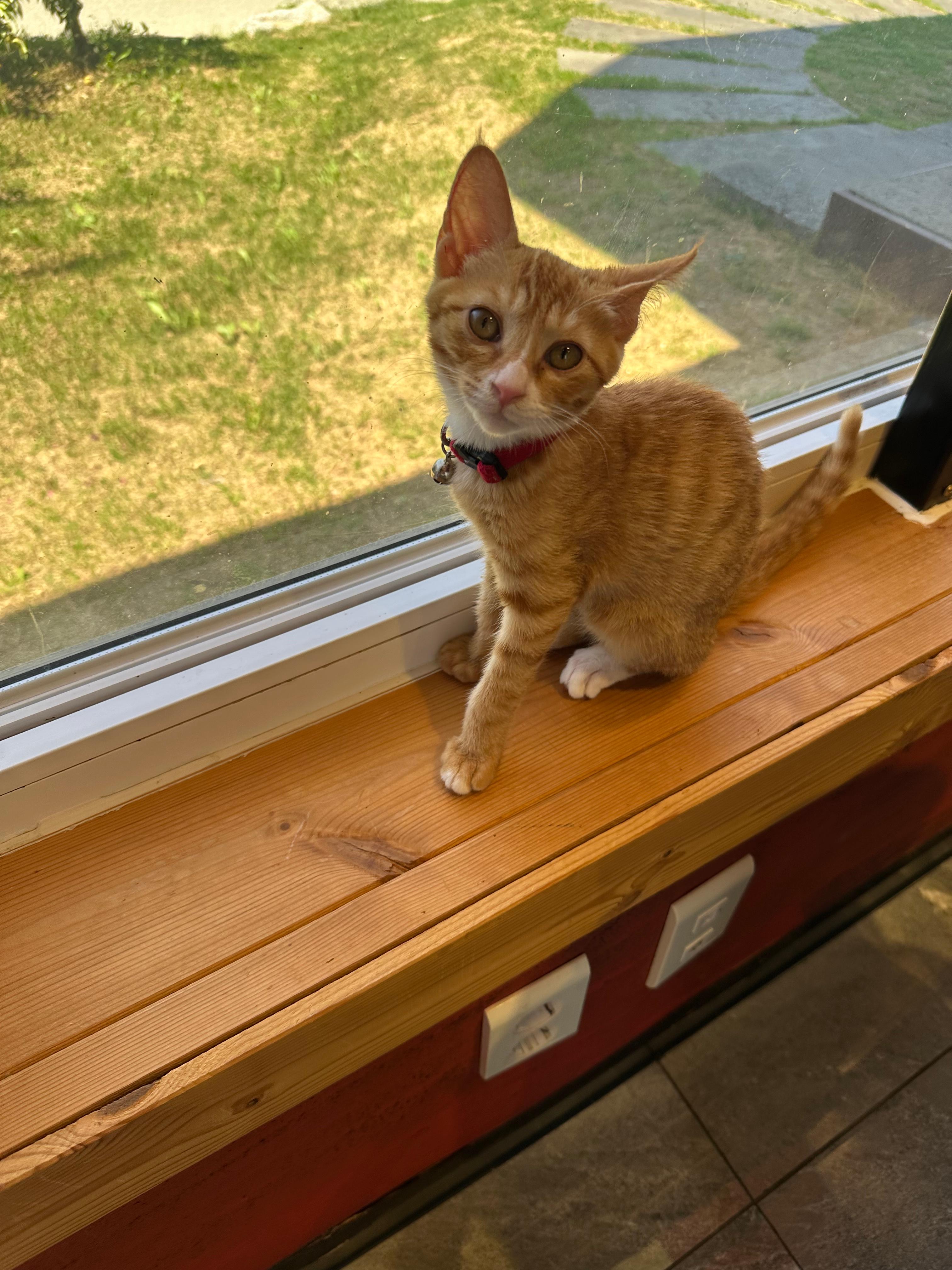 영덕 스노클링, 뿔소라 잡고 카페 고양이 만난 하루