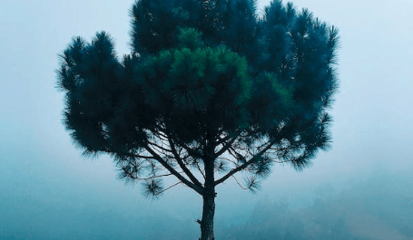 나무 꿈해몽