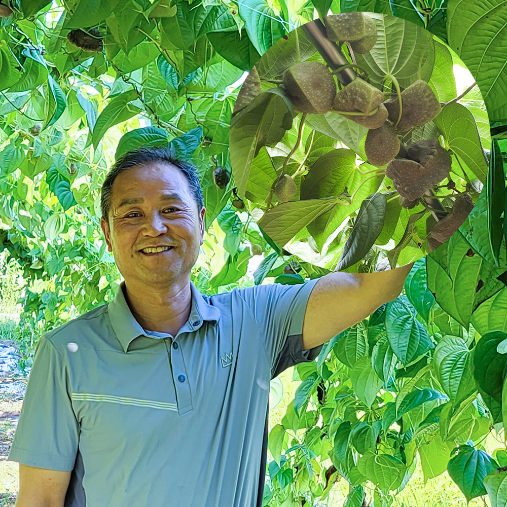 충남 천안 새싹삼, 하늘마, 넝쿨마, 열매마 파는 곳 전국 택배 온라인 전화 주문 추천