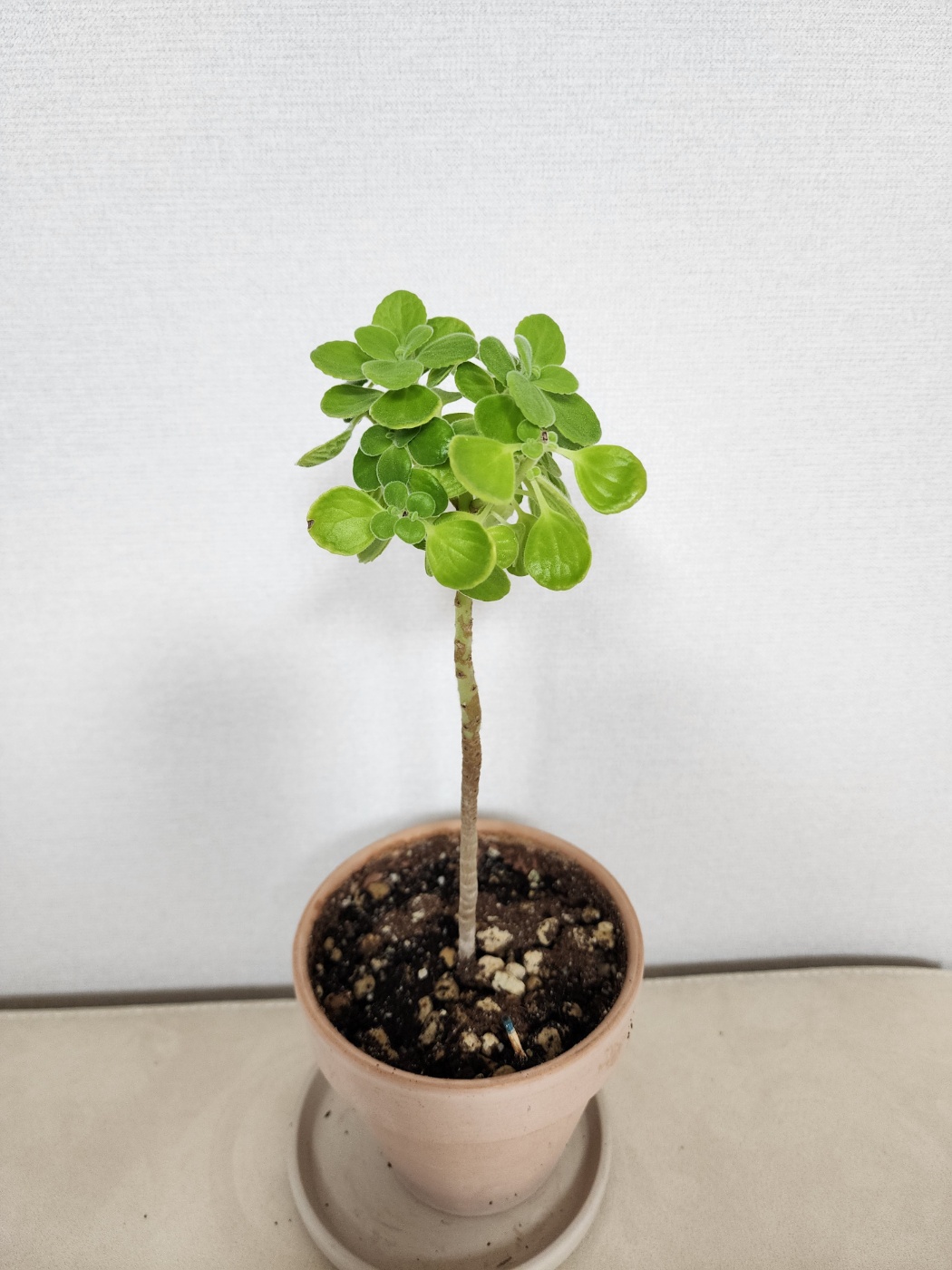 둥근수형으로 만들어지고 있는 장미허브