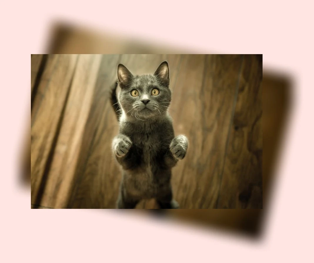 고양이 건강검진_3_subsection