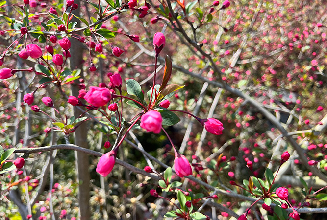 강진 서부해당화 봄꽃 축제