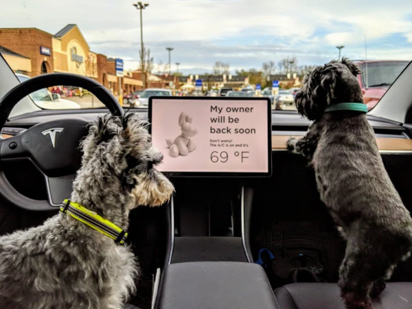 테슬라 모델 y 도그모드