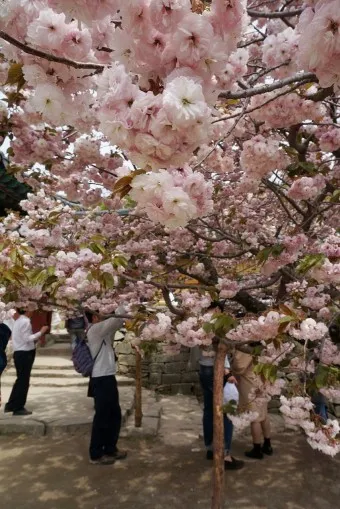 서산 개심사 청벚꽃 개화시기 명소_13