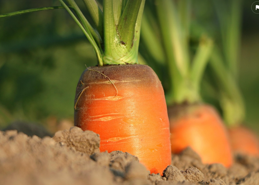 당근의 모습