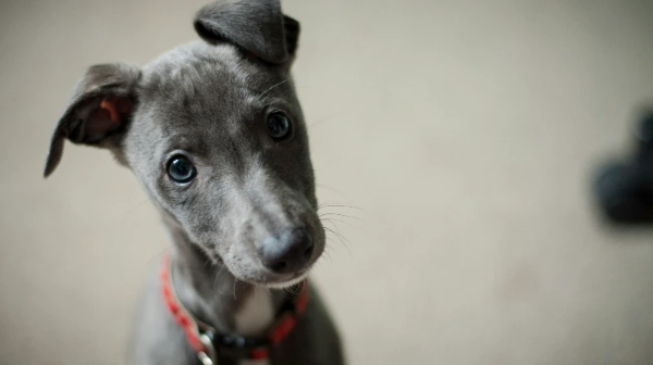 고개를 갸우뚱하고 있는 강아지