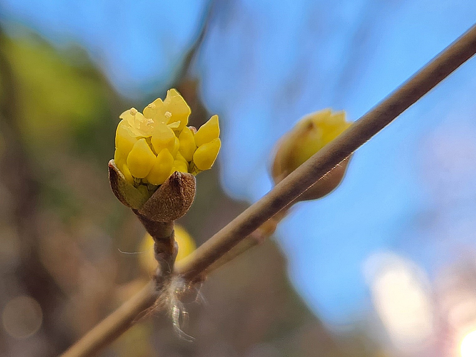 산수유