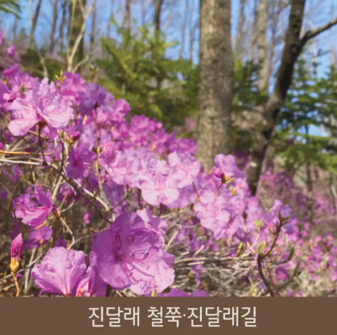 화담숲 테마