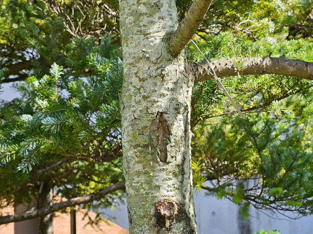 구상나무 수피2