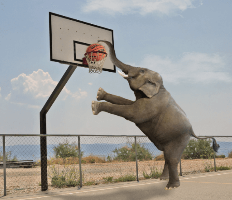 코끼리가 농구 골대에 농구 공을 집어넣고 있는 사진