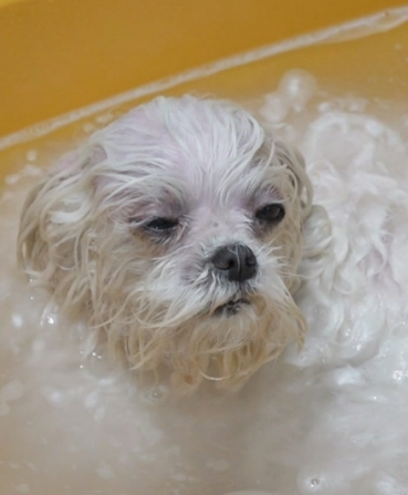 구성환 반려견 꽃분이 무지개다리 건넘. 