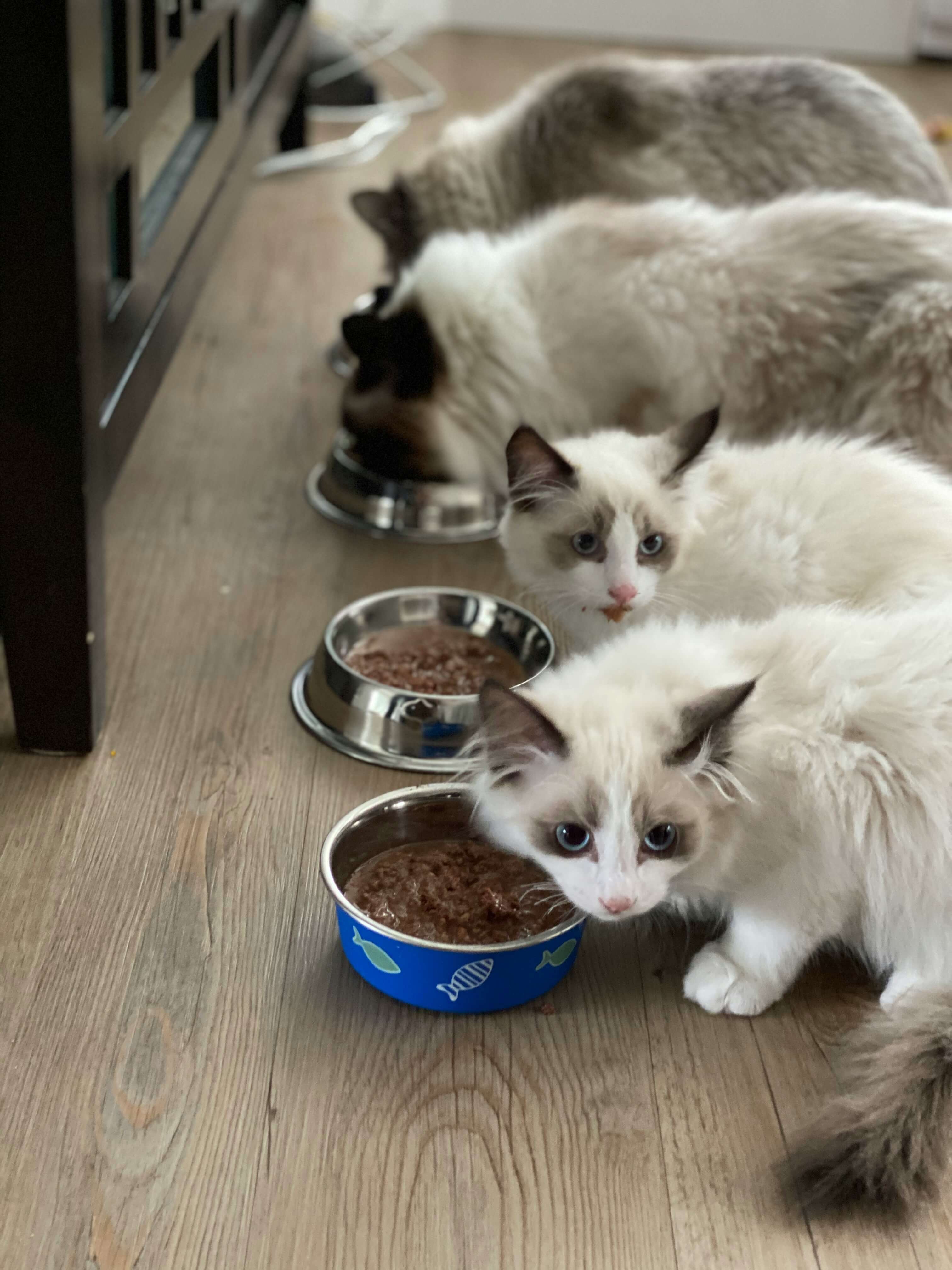 사료먹는 고양이