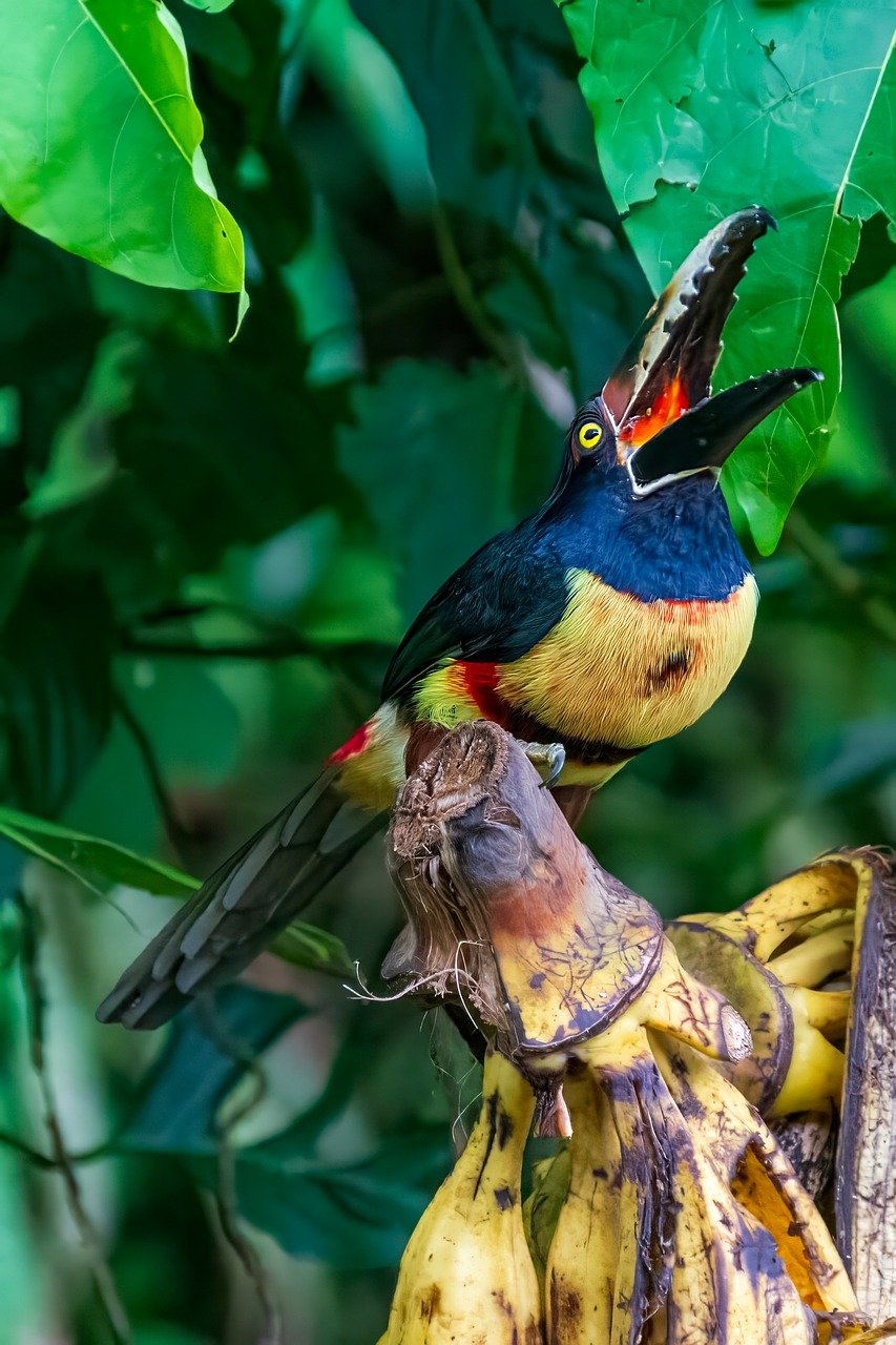 소리내고 있는 투칸