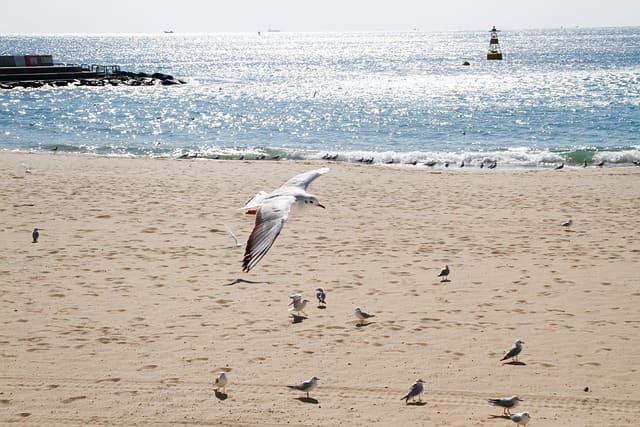 여름휴가 해수욕장 추천&amp;#44; 한적한 해수욕장&amp;#44; 조용한 해수욕장&amp;#44; 사람없는 해수욕장