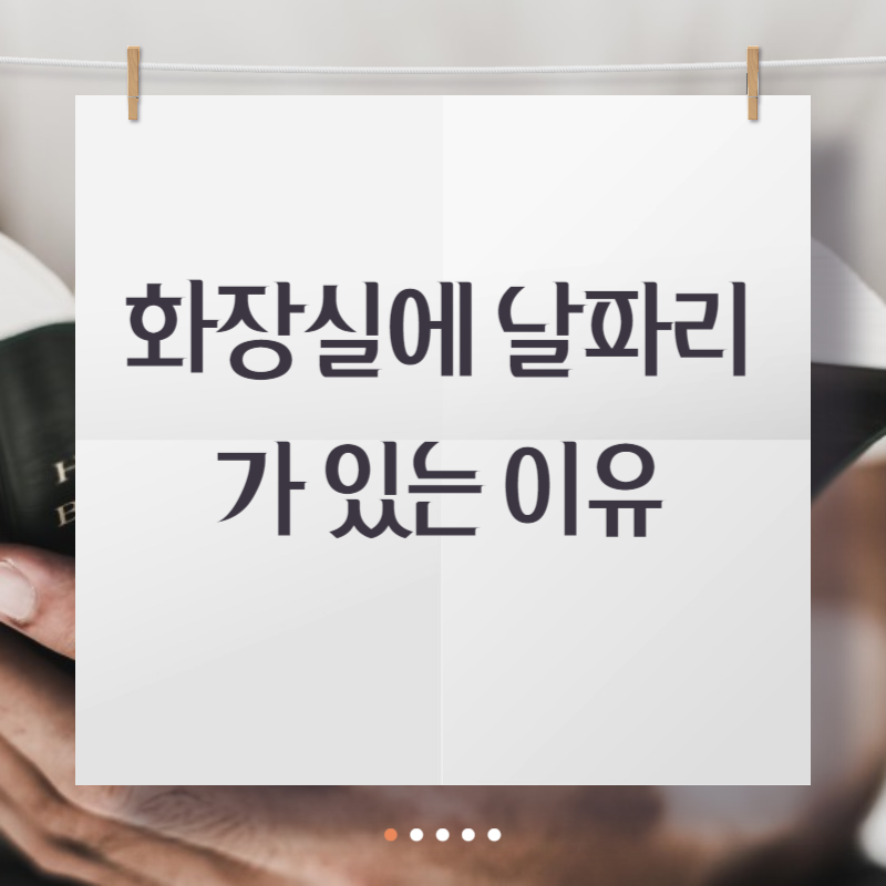 화장실에 날파리가 있는 이유