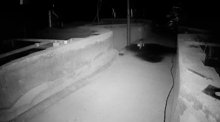 TV동물농장 장어 삵