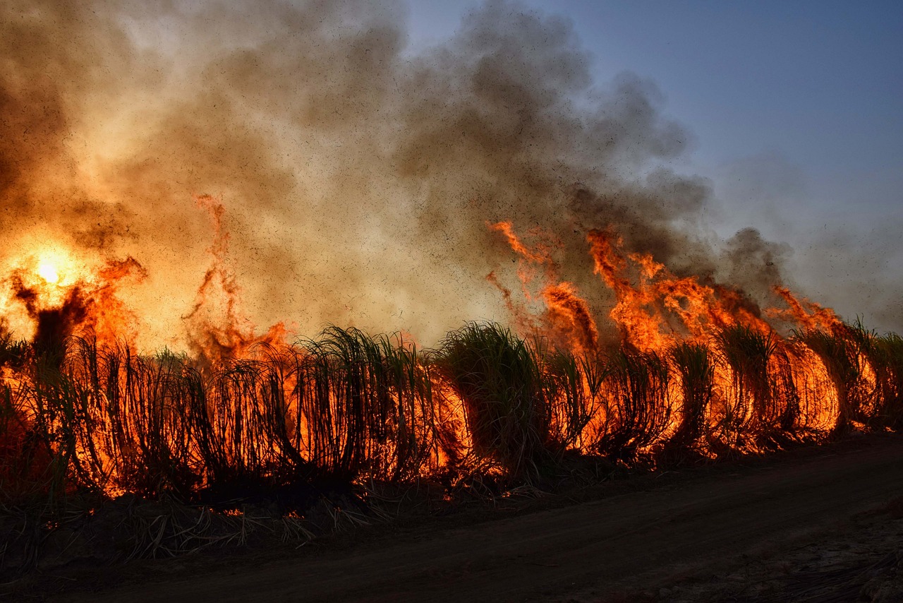 forestfire