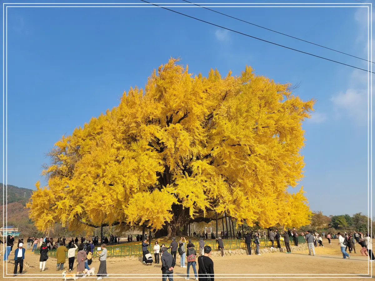 반계리-은행나무-행상-앞