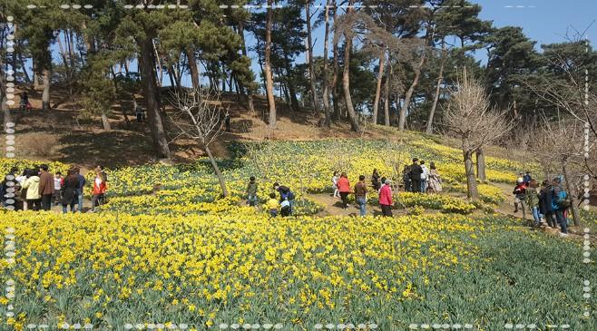 🌼 2026 서산 유기방가옥 수선화: "고택을 감싸는 노란 물결의 향연"